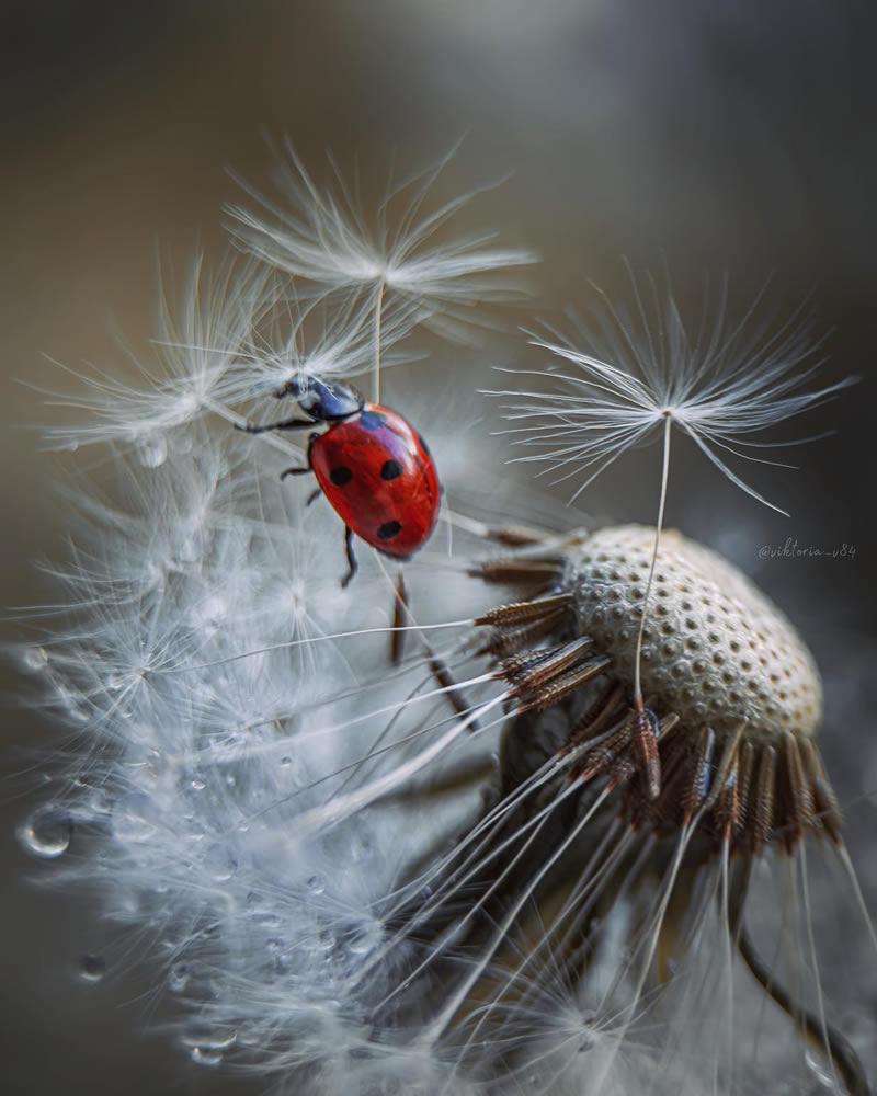Macro Shots Of Ladybugs By Viktoria