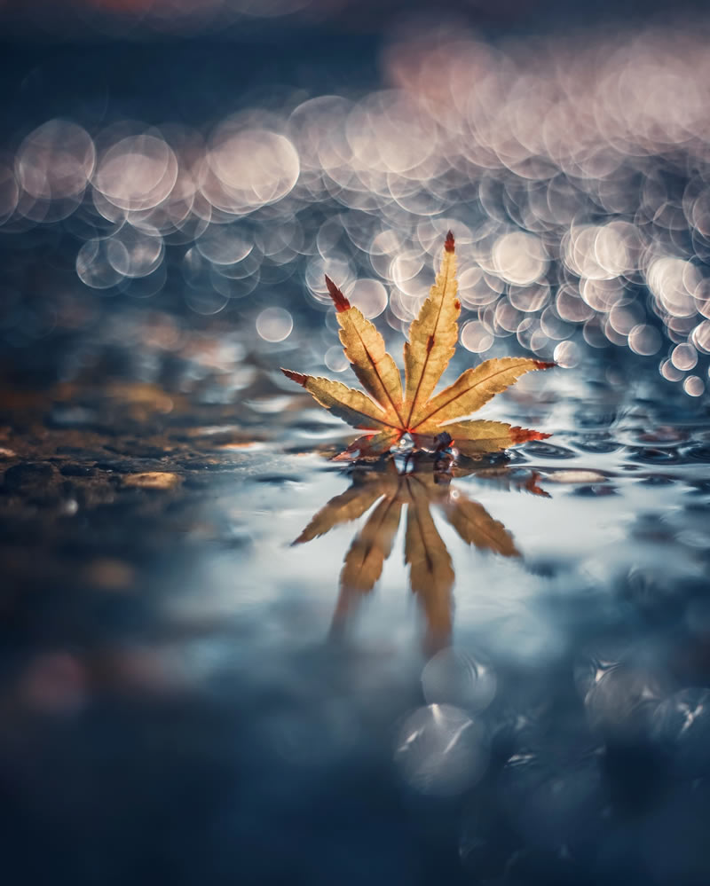 Mind-blowing Macro Photos Of Flowers And Leaves