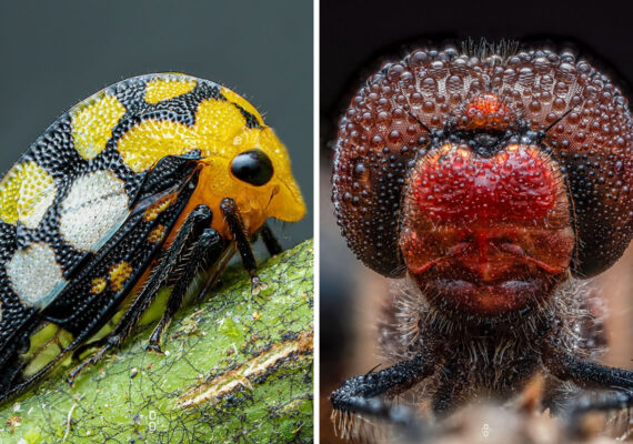 Photographer Dara Ojo Captures Mesmerizing Macro Photos Of Insects