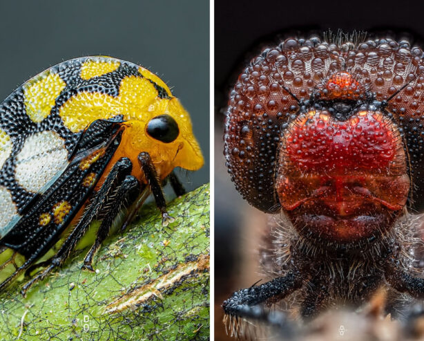 Photographer Dara Ojo Captures Mesmerizing Macro Photos Of Insects
