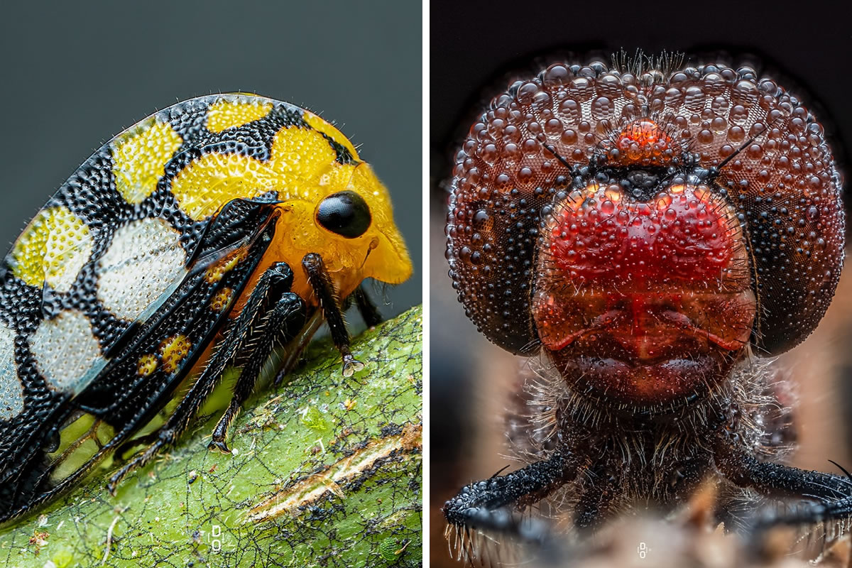 Mesmerizing Macro Photos Of Insects