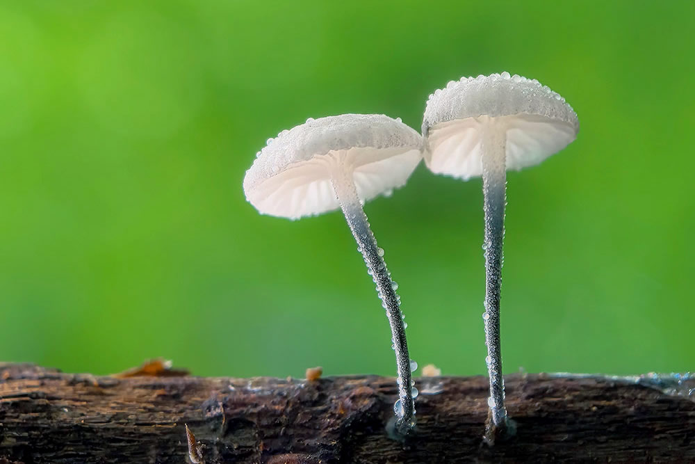 Incredible Macro Photos Taken On Mobile Phone