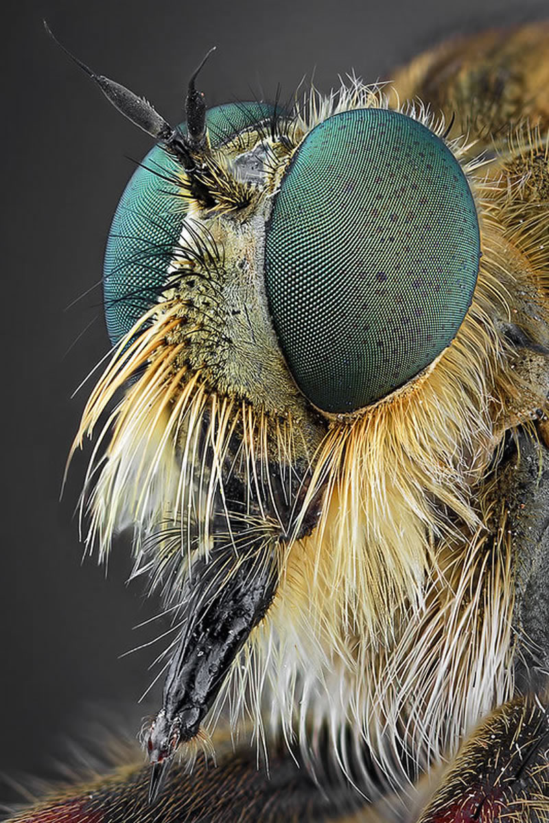 Macro Photos Of Insects By Paulo Lataes