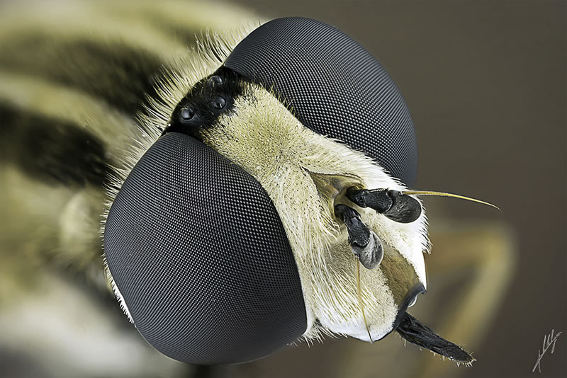 Macro Photos Of Insects By Paulo Lataes
