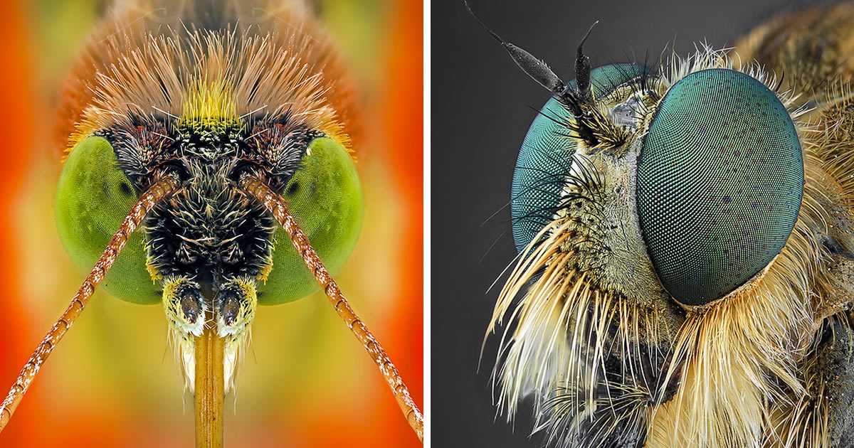 Portuguese Photographer Paulo Latães Captures Stunning Macro Photos Of Insects