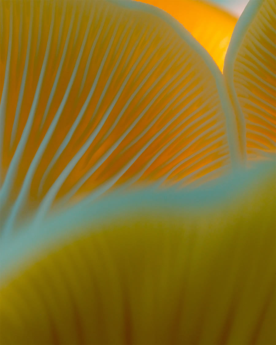Mushroom Macro Photography By Toros Kose