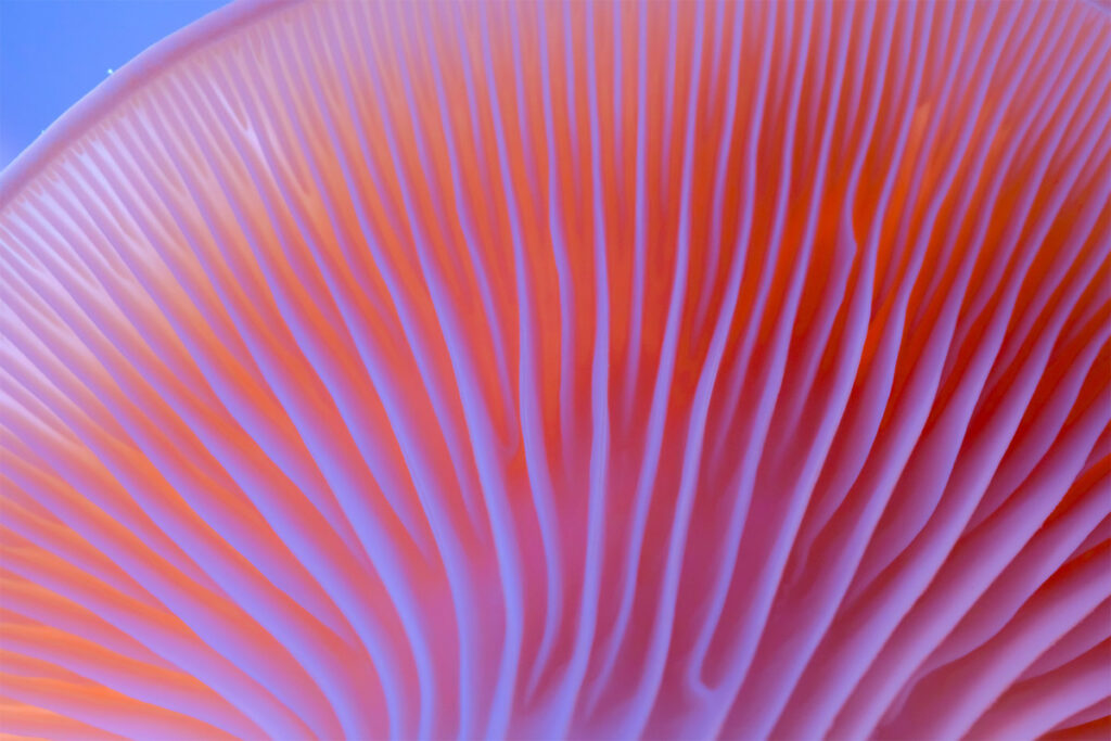 Mushrooms Macro Photography
