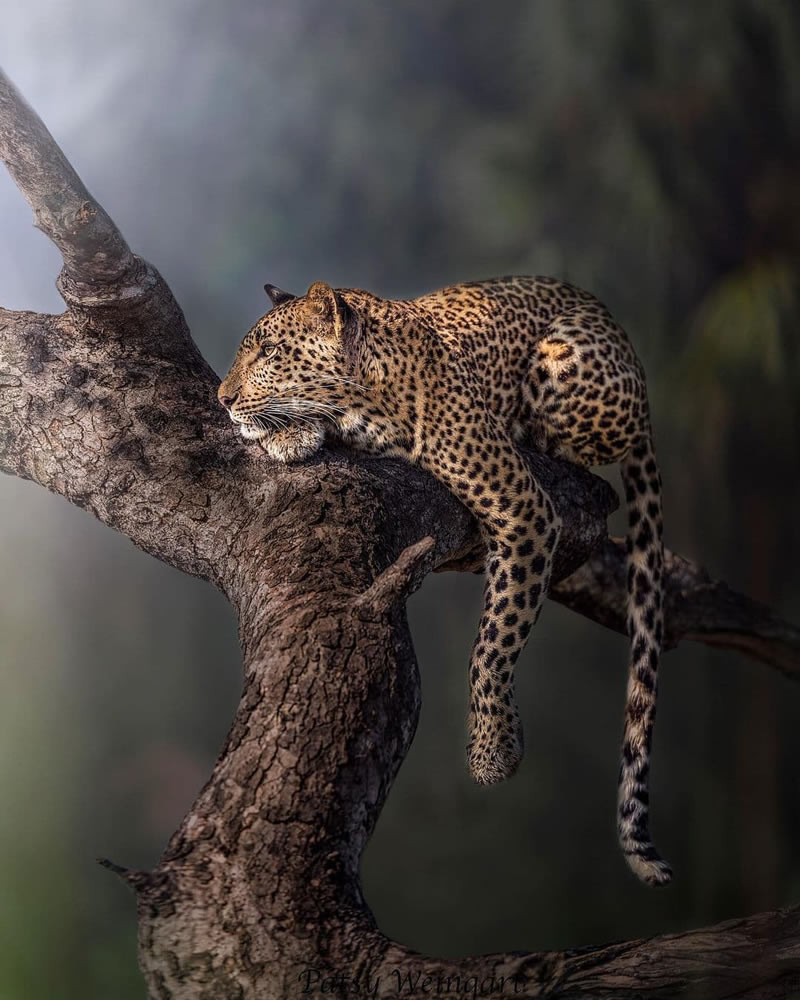 Nature s Majesty 30 Stunning Wildlife Photographs For The Adventurous Soul Nature s Majesty 30 Stunning Wildlife Photographs For The Adventurous Soul