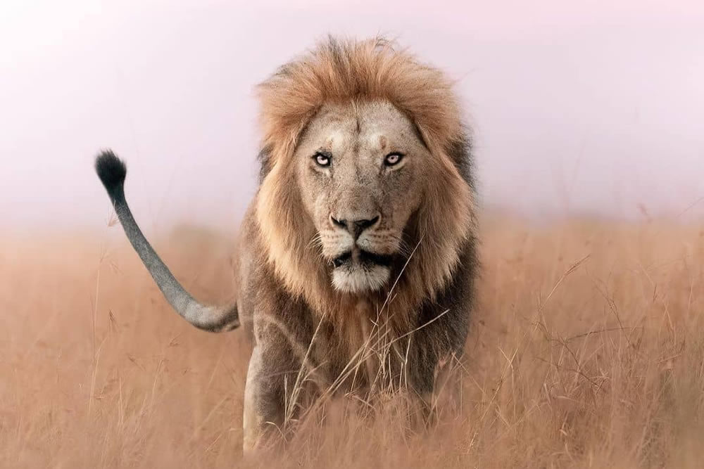 Wildlife Photographs For The Adventurous Soul