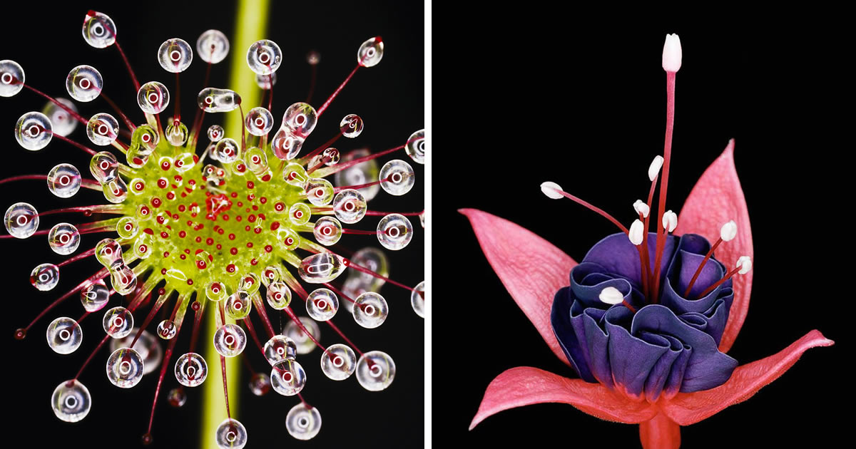 Photographer Helene Schmitz Captures The Beauty Of Unique Plants And Flowers