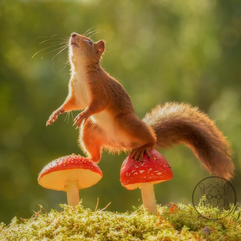 Adorable And Playful Squirrels In Action Captured By Geert Weggen