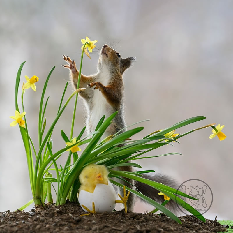 Adorable And Playful Squirrels In Action Captured By Geert Weggen