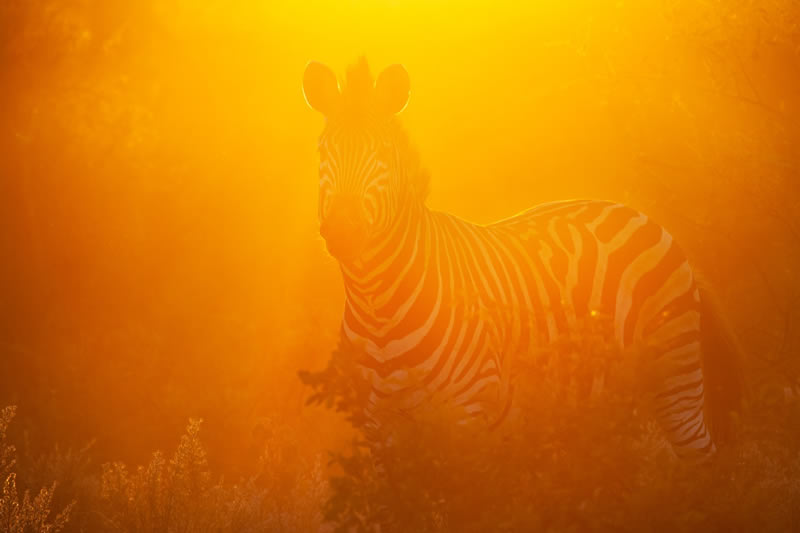 Wildlife reFocus Color Photography Awards 2024 Winners