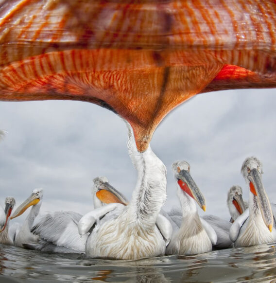 25 Wildlife-Winning Photos From The 2024 reFocus Color Photography Awards