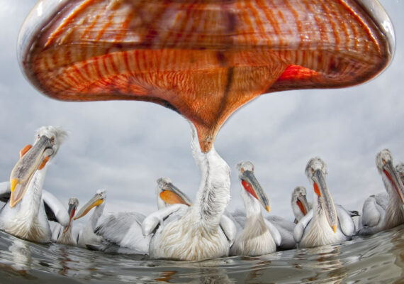 25 Wildlife-Winning Photos From The 2024 reFocus Color Photography Awards