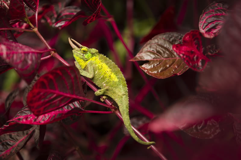 reFocus Color Photography Awards Nature Winners