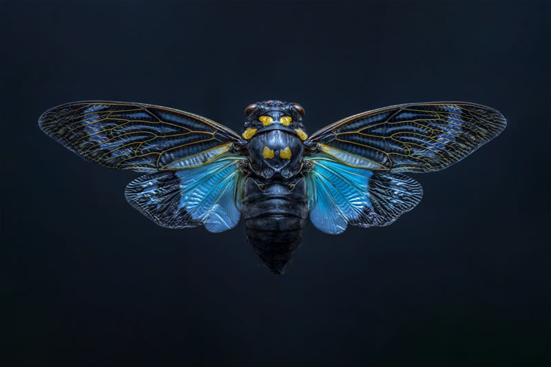 reFocus Color Photography Awards Nature Winners