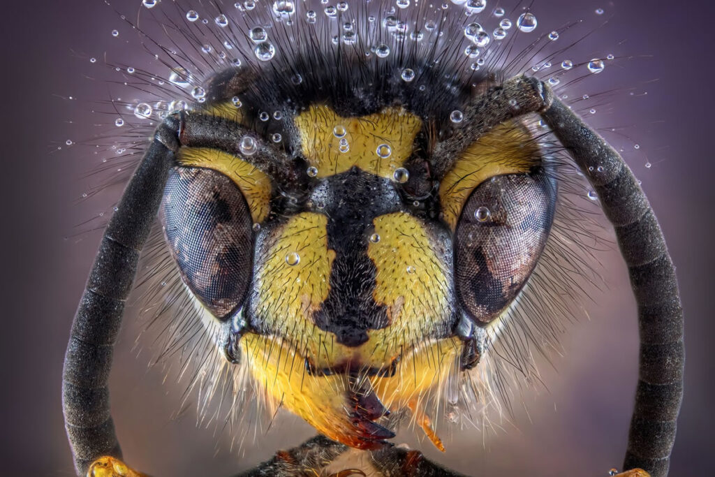 reFocus Color Photography Awards Nature Winners