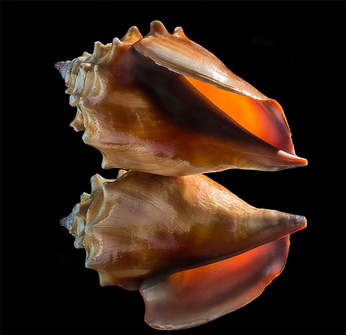 Seashell Photos by Bill Gracey