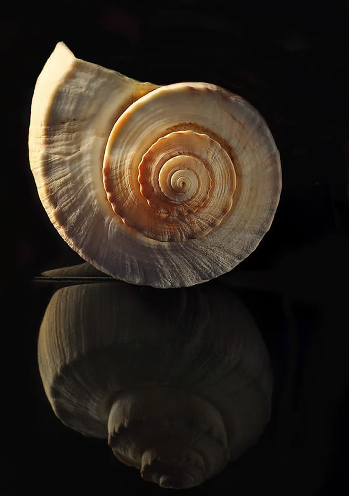 Seashell Photos by Bill Gracey