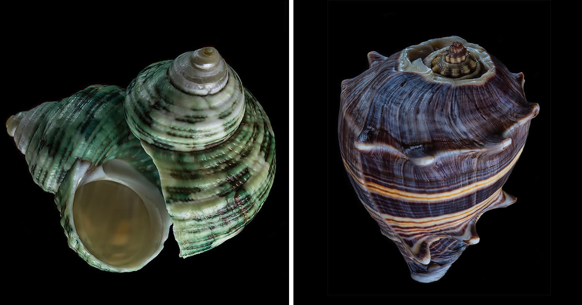 Bill Gracey’s Stunning Seashell Photography