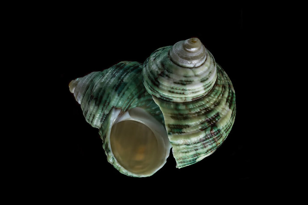 Seashell Photos by Bill Gracey