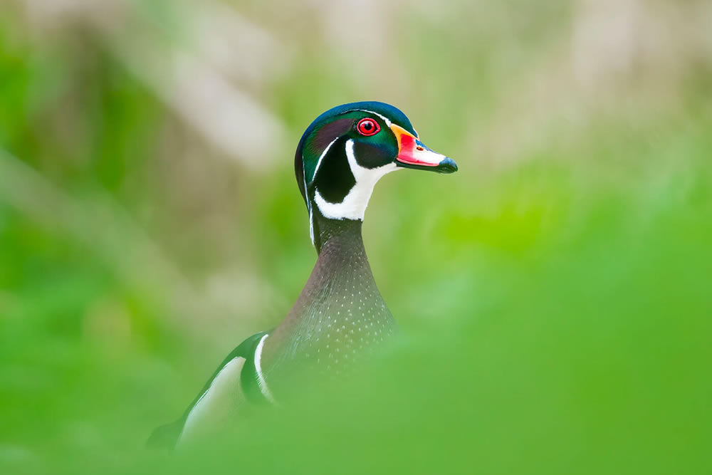 Nature Photography By Canadian Photographer Shane Kalyn