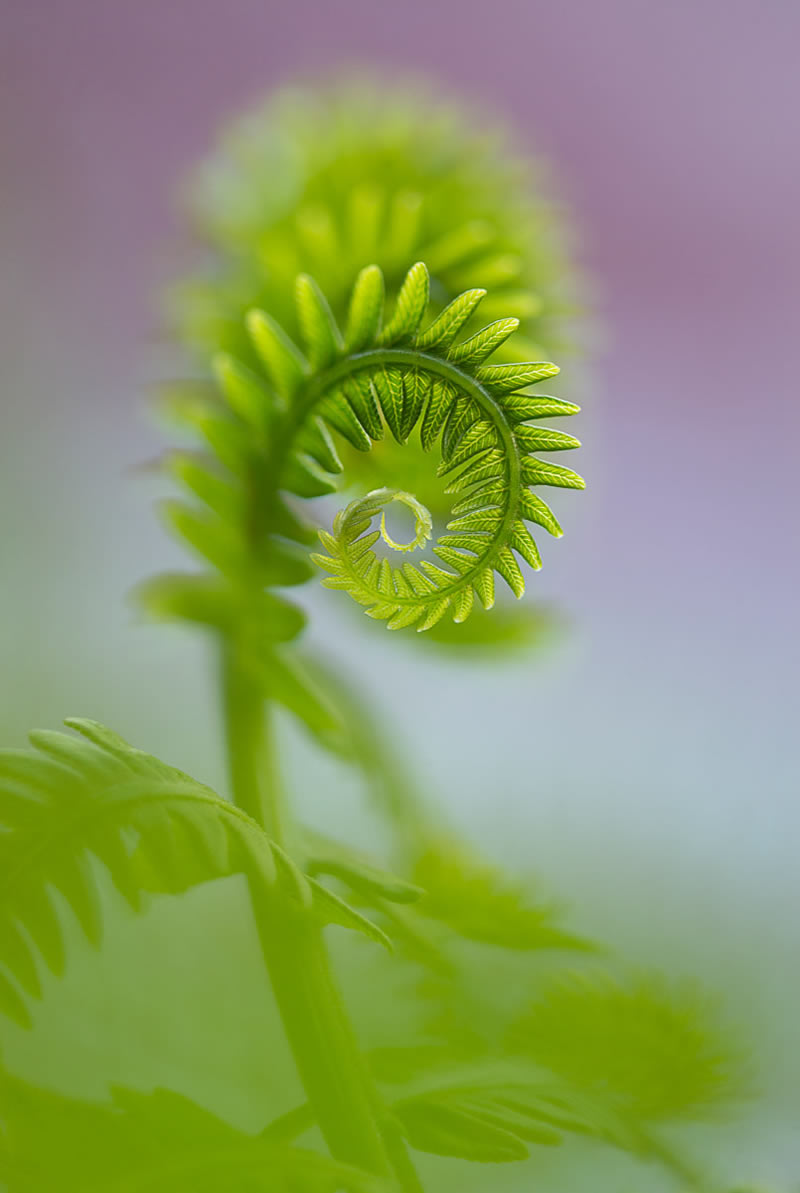 Beauty Of Plants Garden Photographer Of The Year