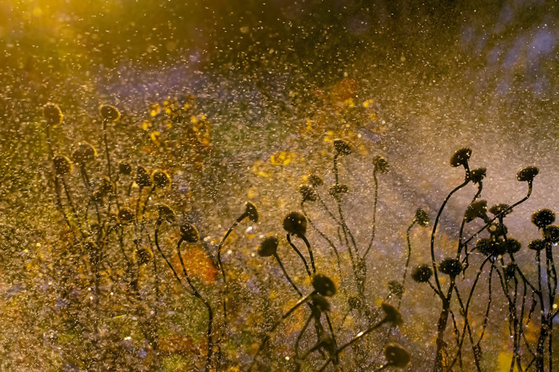 Beauty Of Plants Garden Photographer Of The Year