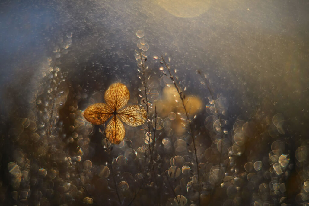 Beauty Of Plants Garden Photographer Of The Year