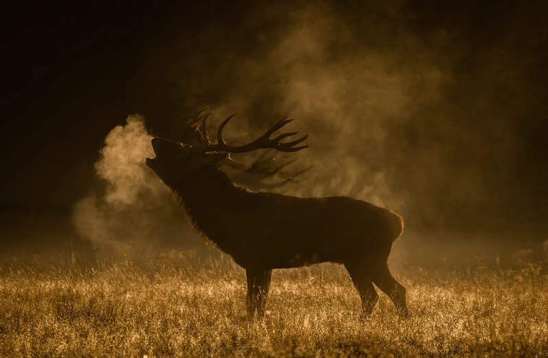 Wildlife British Photography Awards Winners