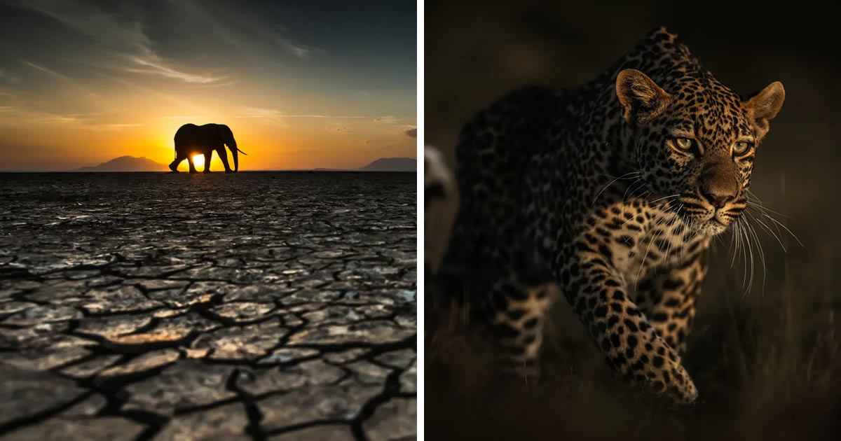 20 Amazing Wildlife Winning Photos From The British Photography Awards