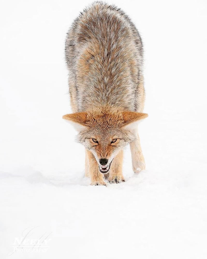 Exceptional Wildlife Life Photography By Joe Neely