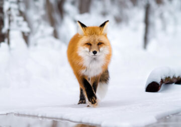 Exceptional Wildlife Life Photography By Joe Neely
