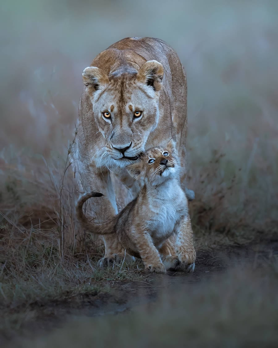 Wildlife-Winning Photos From The 35 Photography Awards