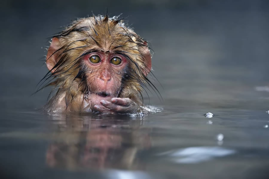 Wildlife-Winning Photos From The 35 Photography Awards