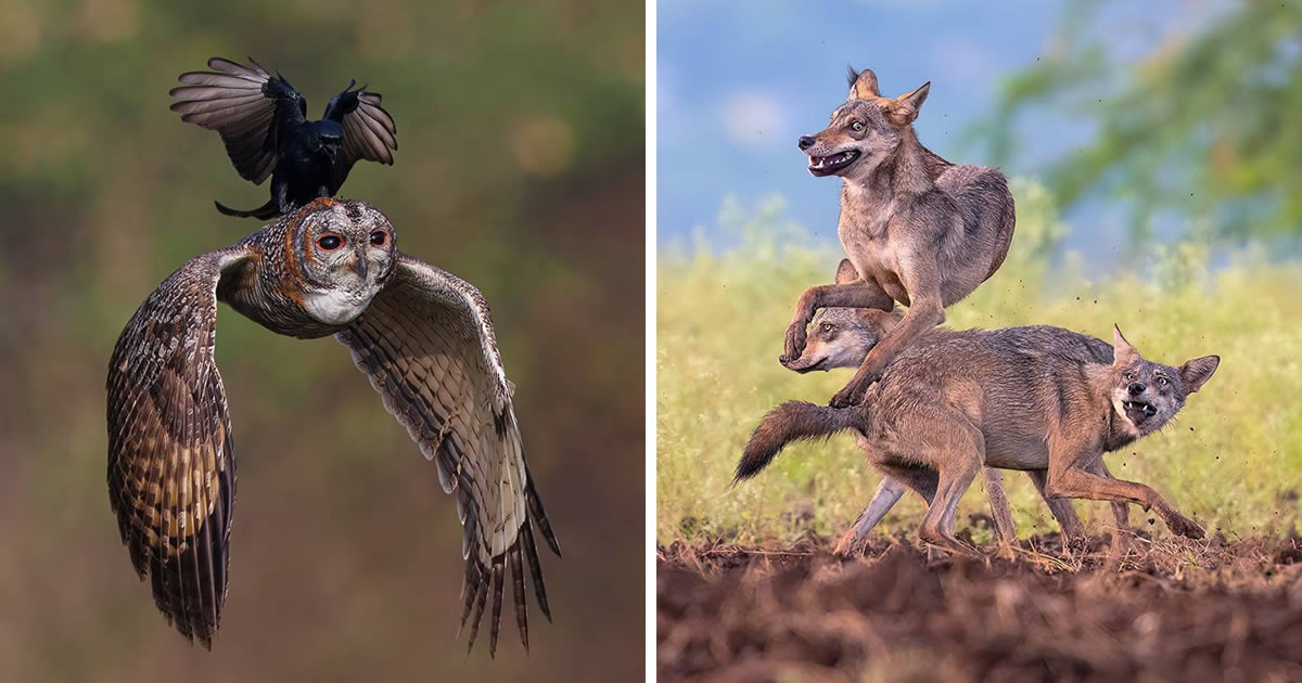 30 Amazing Wildlife-Winning Photos From The 35 Photography Awards