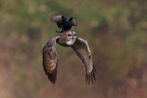 30 Amazing Wildlife-winning Photos From The 35 Photography Awards