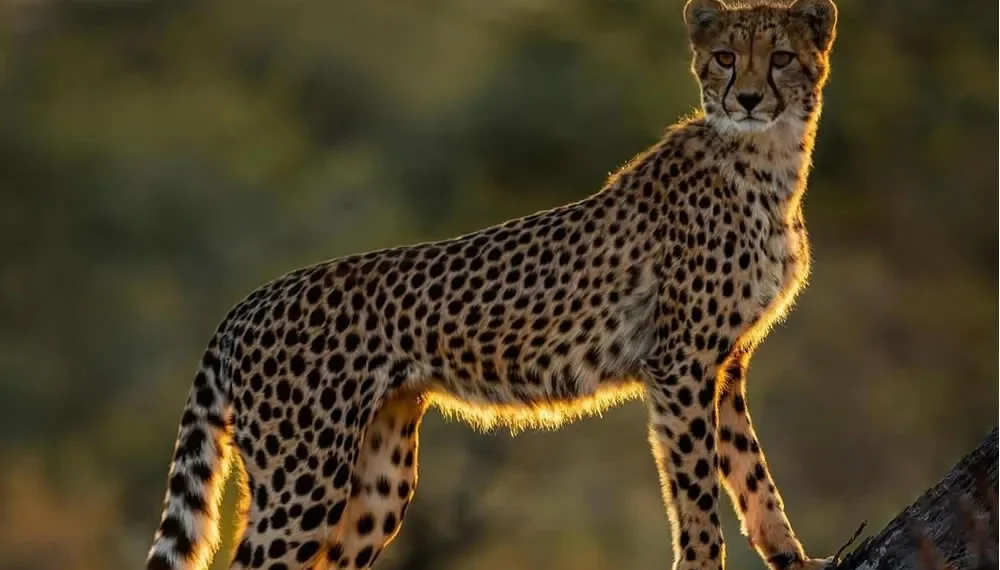 30 Incredible Photos That Showcase The Beauty Of South African Wildlife Photography 31 A cheetah perched on a tree trunk glowing in golden sunset light