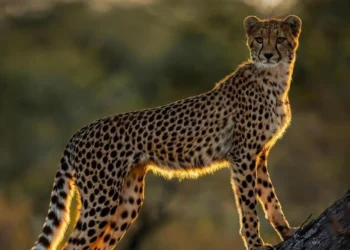A cheetah perched on a tree trunk glowing in golden sunset light