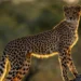 A cheetah perched on a tree trunk glowing in golden sunset light