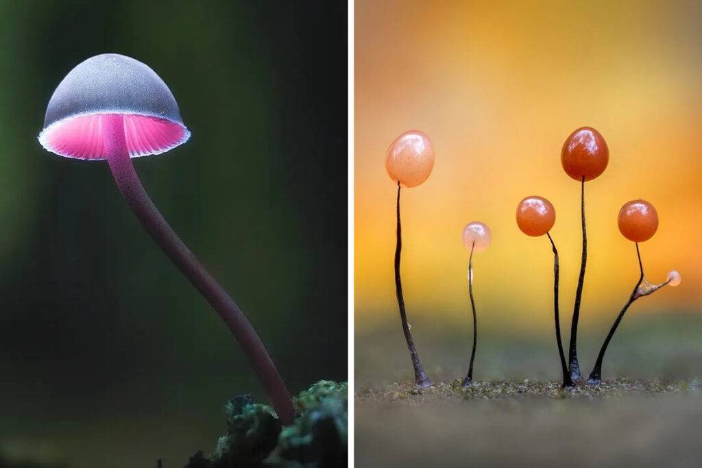 Beauitful Macro Photography