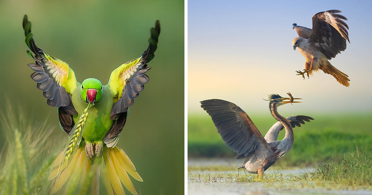 Wildlife Photographer Ramesh Karmakar Captures Beautiful Bird Photos In Indian Forests