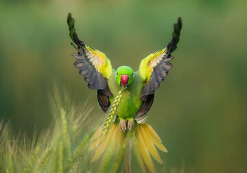 Ramesh Karmakar Captures Beautiful Bird Photos In Indian Forests