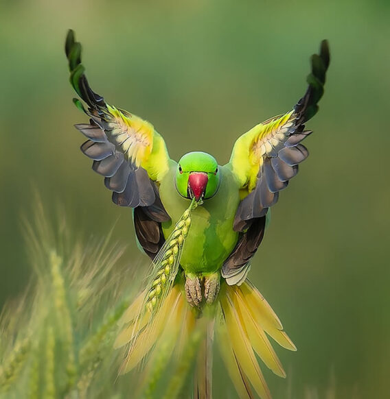 Wildlife Photographer Ramesh Karmakar Captures Beautiful Bird Photos In Indian Forests