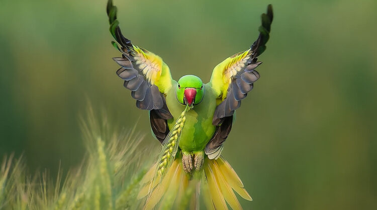 Ramesh Karmakar Captures Beautiful Bird Photos In Indian Forests
