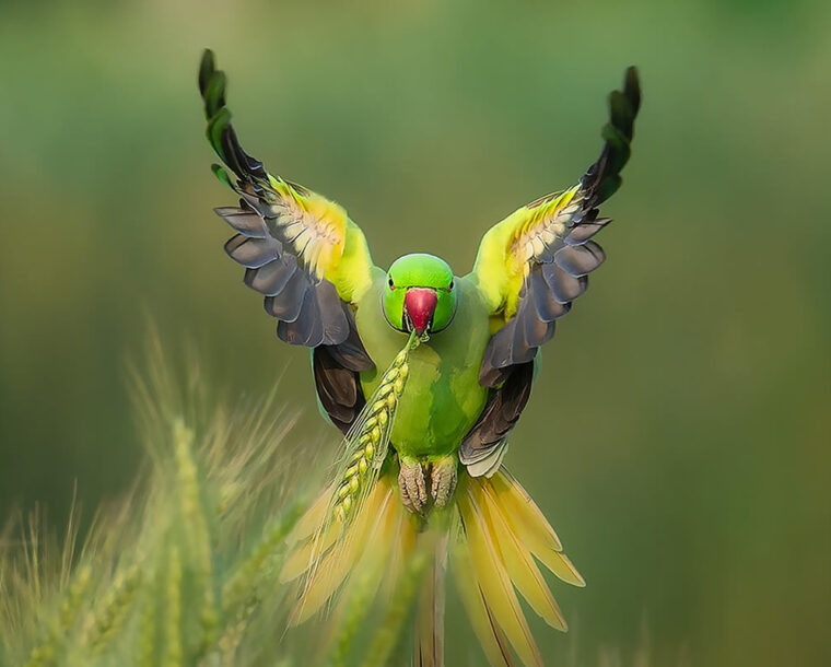 Wildlife Photographer Ramesh Karmakar Captures Beautiful Bird Photos In Indian Forests