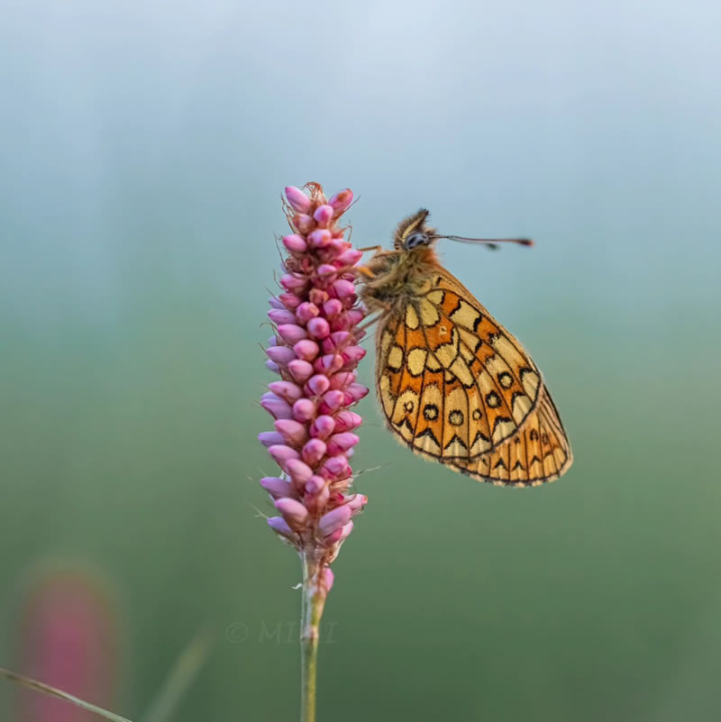 Beautiful Macro Photos Of Butterflies By Michelle Gutjahr