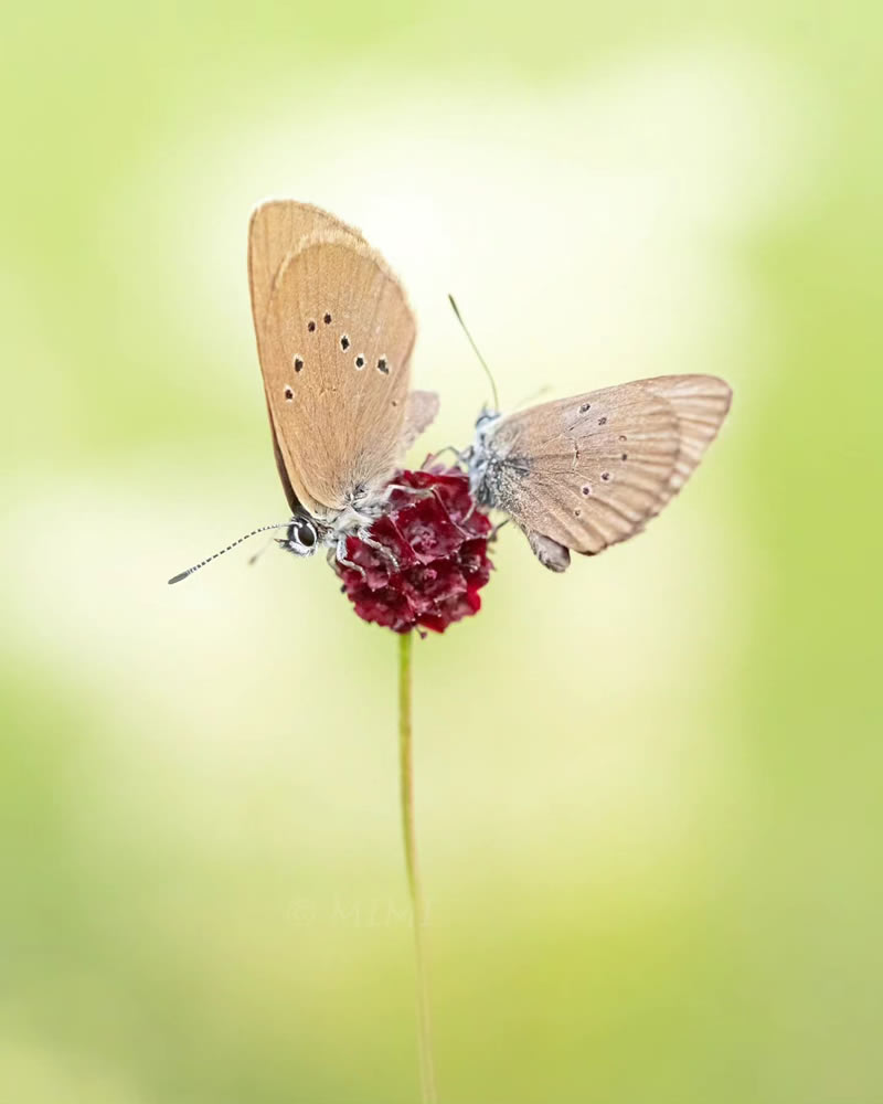 Beautiful Macro Photos Of Butterflies By Michelle Gutjahr