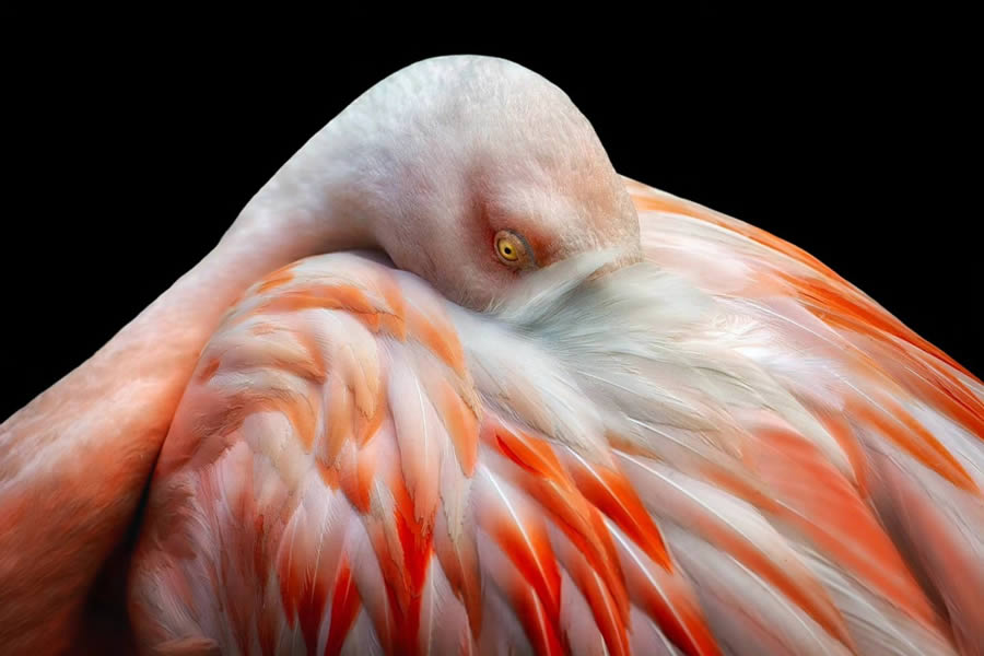 Closeup Photos Of Wildlife Animals By Pedro Jarque Krebs